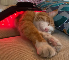 Load image into Gallery viewer, LIGHTFORCE LED RED & INFRARED LIGHT THERAPY 40 x 20 CM WIRELESS FLEXIBLE PAD