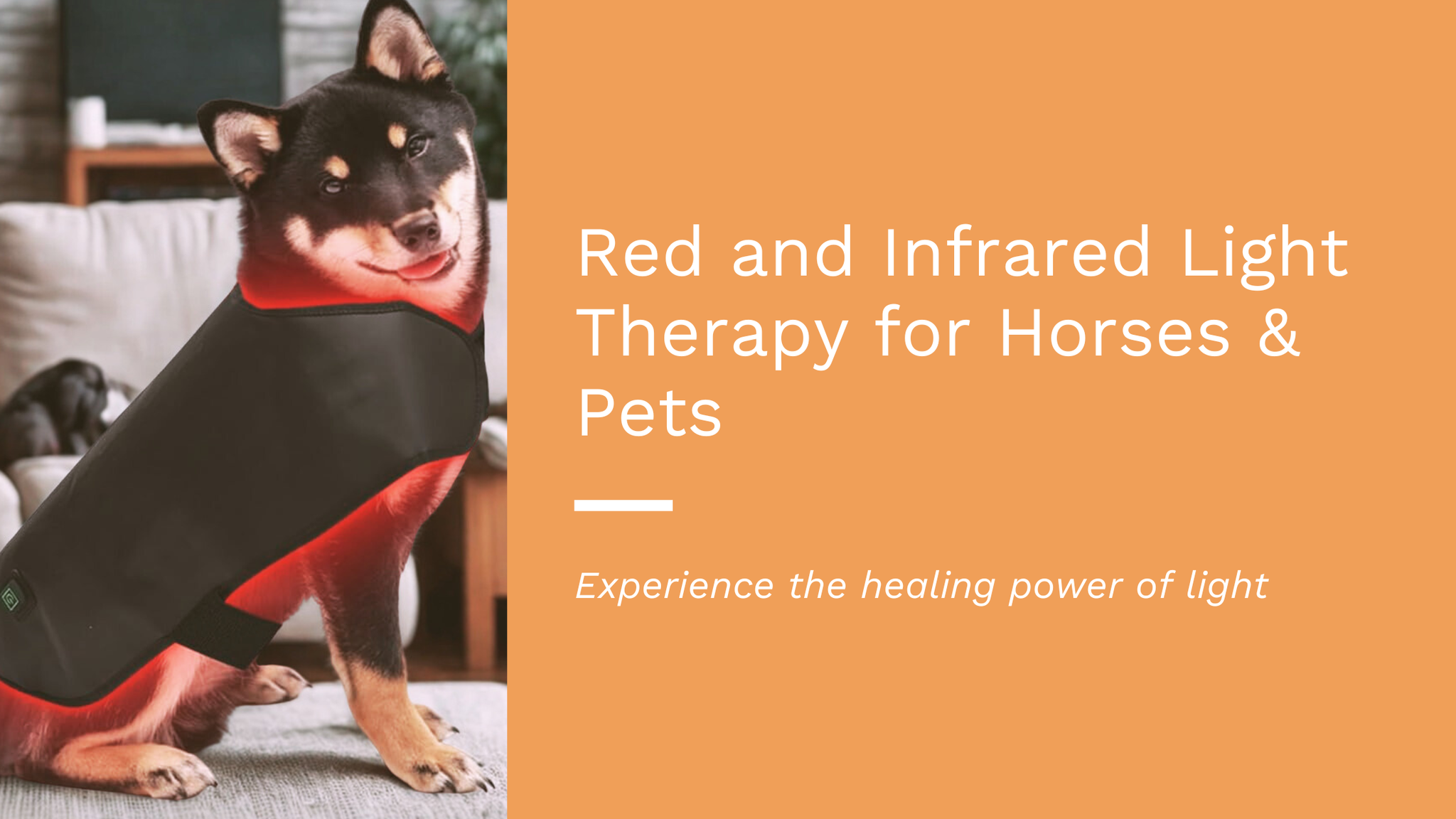 Red and Infrared Light Therapy for Horses and Pets
