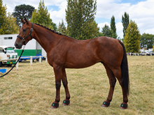 Load image into Gallery viewer, LIGHTFORCE EQUINE WIRELESS BELL BOOT