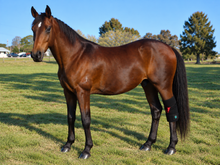 Load image into Gallery viewer, LIGHTFORCE EQUINE RED &amp; NEAR INFRARED LED HOCK WRAP