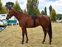 Load image into Gallery viewer, LIGHTFORCE EQUINE RED &amp; NEAR INFRARED LED MEDIUM PAD