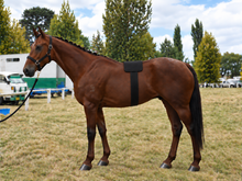 Load image into Gallery viewer, LIGHTFORCE EQUINE RED &amp; NEAR INFRARED LED SMALL PAD