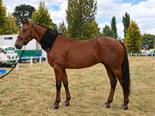 Load image into Gallery viewer, LIGHTFORCE EQUINE RED &amp; NEAR INFRARED LED MEDIUM PAD