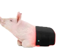 Load image into Gallery viewer, LIGHTFORCE LED RED &amp; INFRARED LIGHT THERAPY PET JACKET MEDIUM